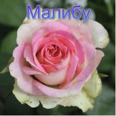 Троянда Малібу (Роза Maliby)